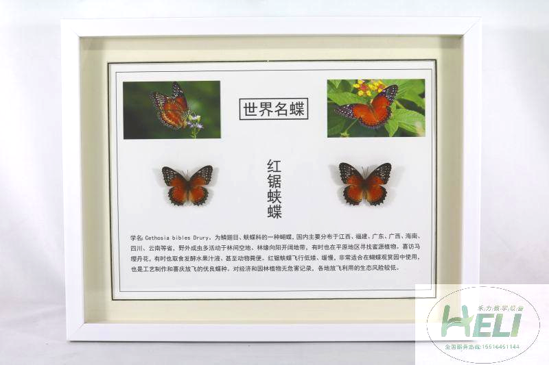蝴蝶標(biāo)本-紅鋸?fù)惖?>
											</div>
											<p>蝴蝶標(biāo)本-紅鋸?fù)惖?/p>
										</a>
									</li>
								</div><div   id=